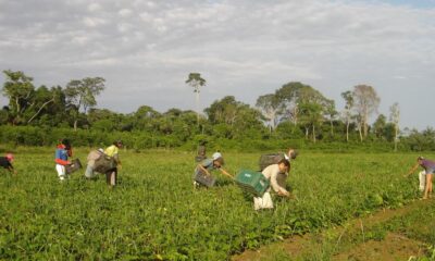 programa-agroamigo-oferece-r$-1-bilhao-em-microcredito