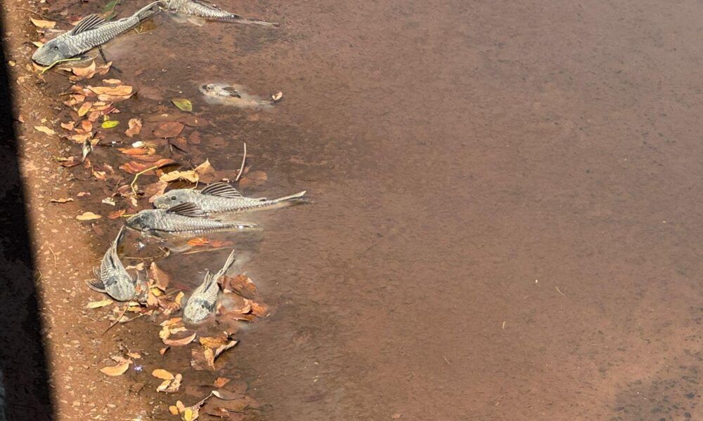 variacoes-e-poluicao-podem-causar-morte-de-cascudos-na-ernesto-geisel