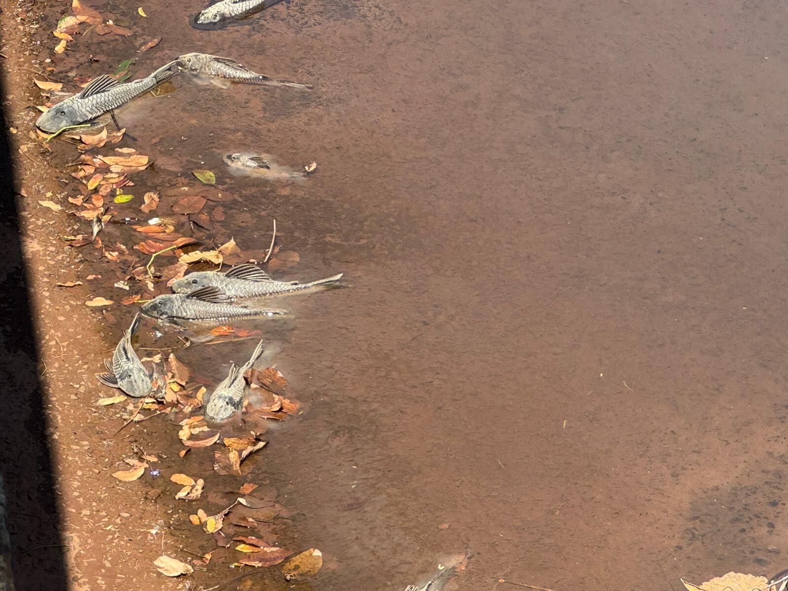 variacoes-e-poluicao-podem-causar-morte-de-cascudos-na-ernesto-geisel