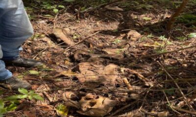 ossada-humana-e-encontrada-em-area-rural-de-maracaju