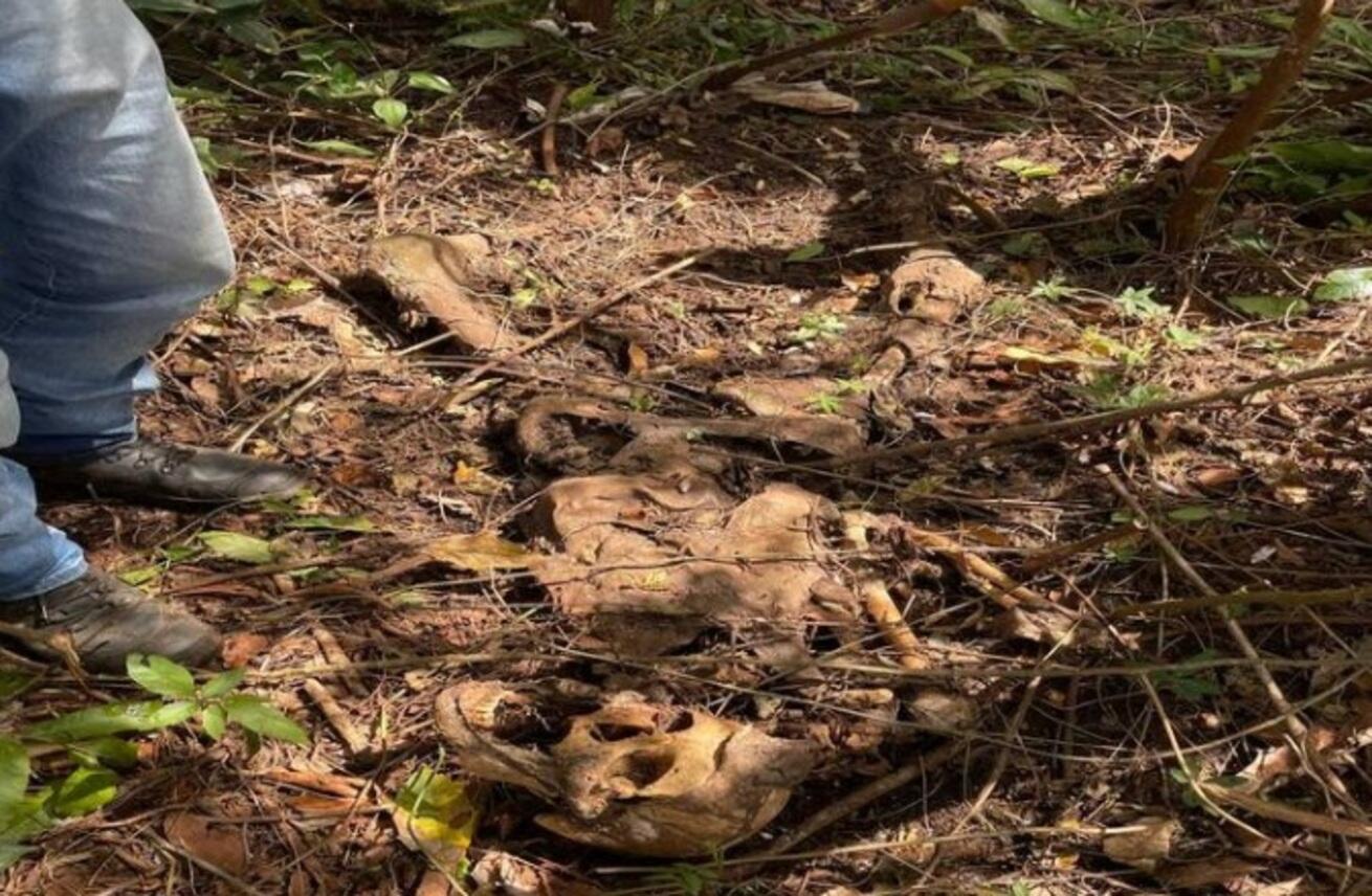 ossada-humana-e-encontrada-em-area-rural-de-maracaju