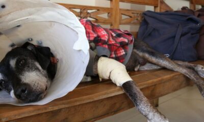 camara-aprova-projeto-que-tipifica-exercicio-ilegal-da-veterinaria