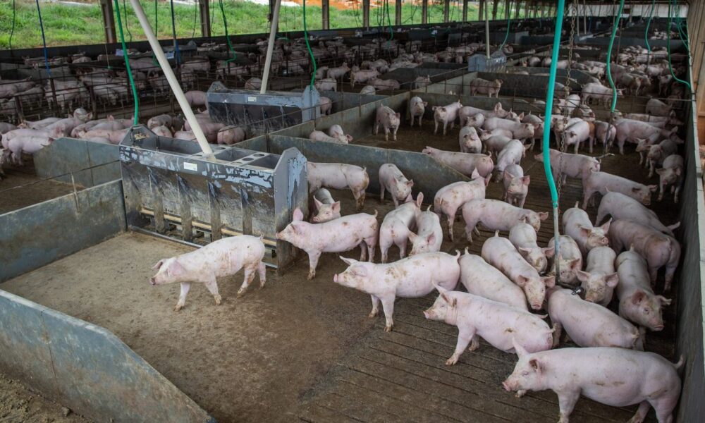 producao-de-carne-suina-e-de-frango-tera-volume-recorde-em-2026