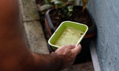 chikungunya-traz-preocupacoes-apos-uma-decada-de-presenca-no-brasil