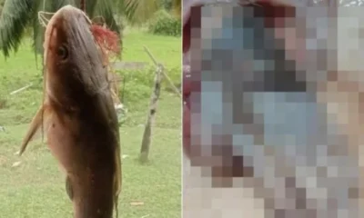 bagre-e-capturado-e-mao-e-encontrada-dentro-do-estomago-do-peixe-–-folha-de-dourados-–-noticias-de-dourados-ms-e-regiao