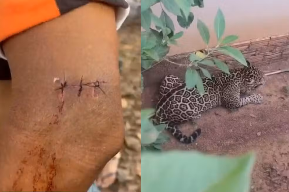 homem-e-arranhado-por-onca-ao-tentar-impedir-que-animal-entrasse-em-creche -–-folha-de-dourados-–-noticias-de-dourados-ms-e-regiao