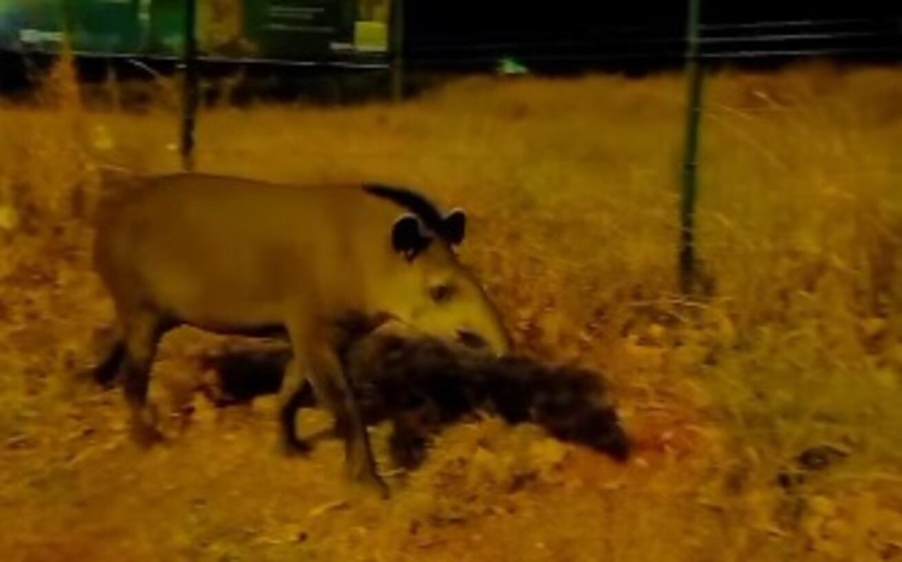 video:-anta-e-vista-passeando-nos-altos-da-afonso-pena