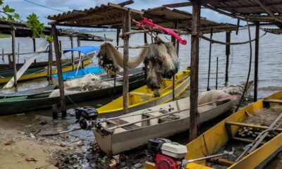 inicio-do-defeso-da-piracema-restringe-pesca-comercial-no-pais