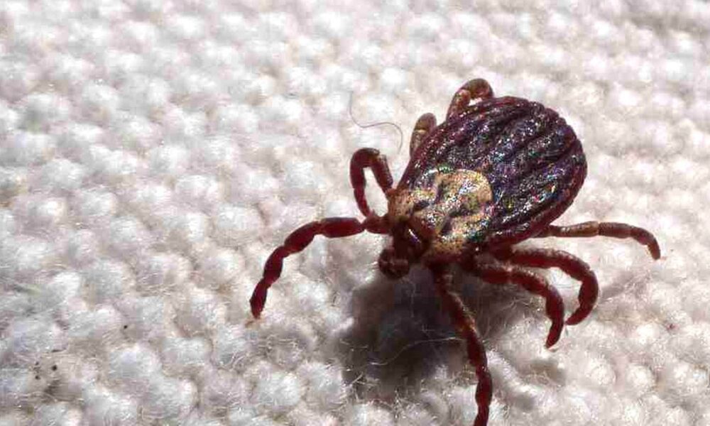 febre-maculosa-causa-mais-duas-mortes-no-interior-de-sao-paulo