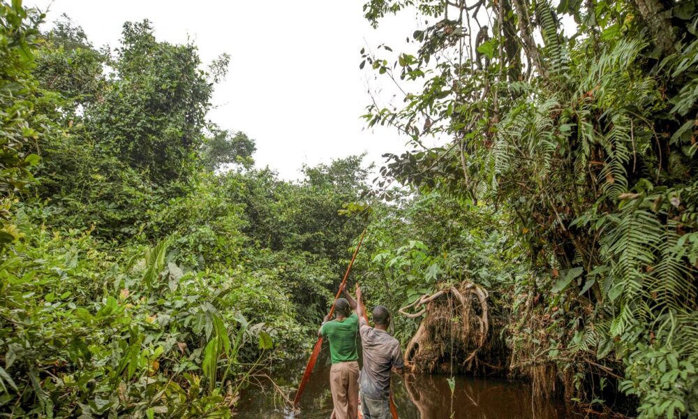 franca-lidera-acao-de-us$-2,5-bilhoes-para-proteger-floresta-do-congo