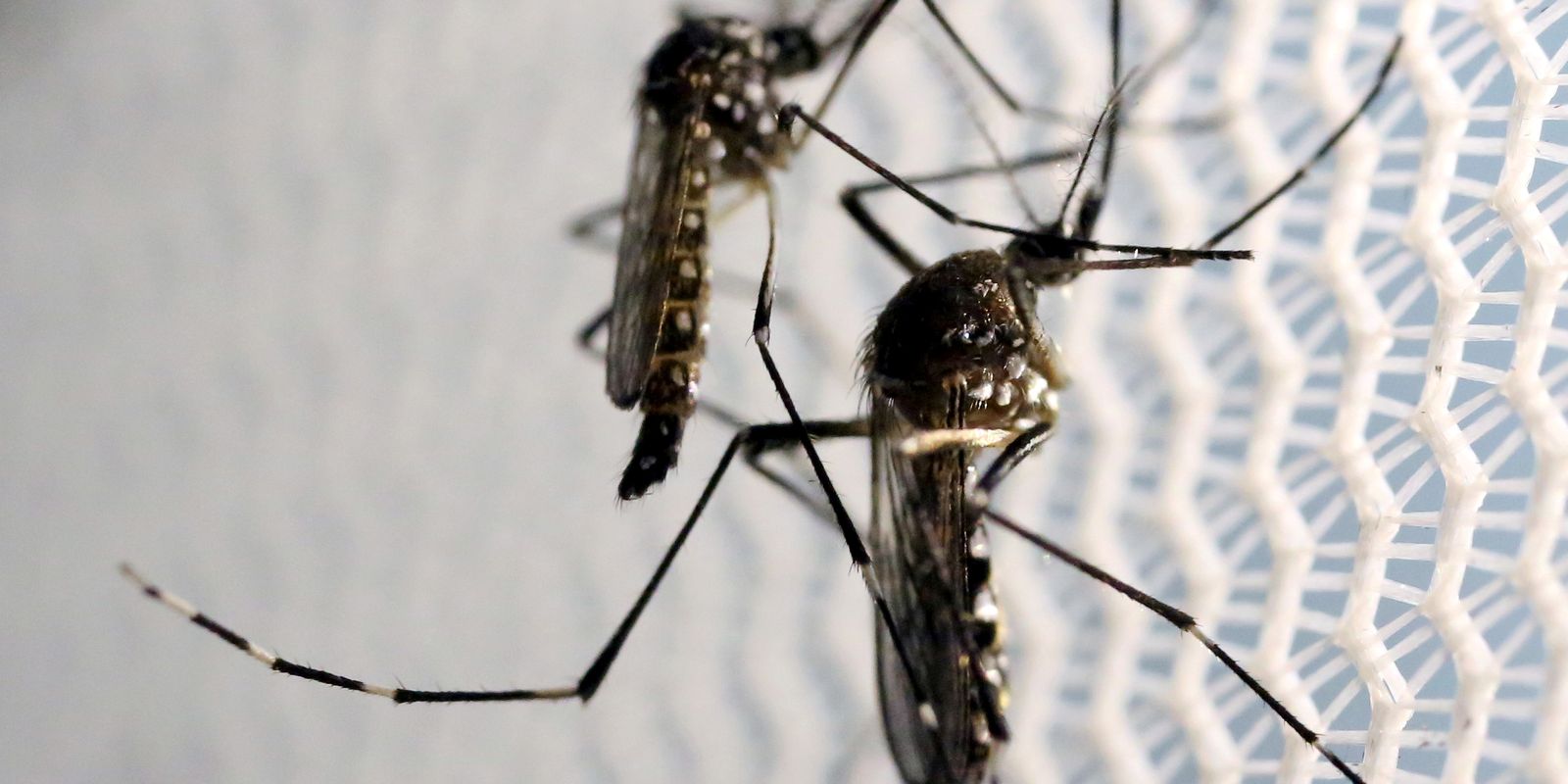 dia-d-de-combate-ao-aedes-aegypti-ocorre-neste-sabado-em-todo-o-pais