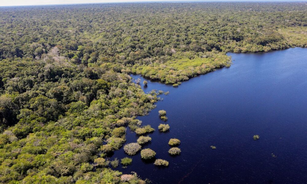 cop30:-quarto-leilao-do-eco-invest-tera-foco-exclusivo-na-amazonia