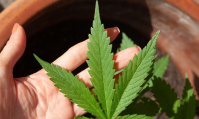 stj-adia-prazo-para-regulamentacao-do-plantio-de-cannabis-medicinal