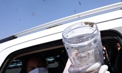 saude-libera-mosquitos-estereis-para-frear-reproducao-do-aedes