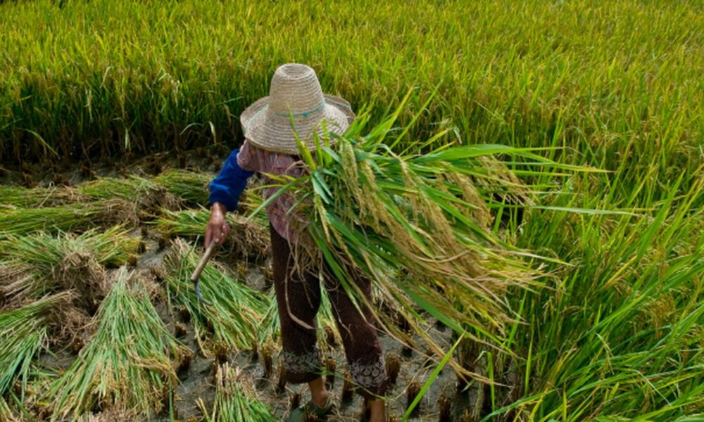 promulgado-protocolo-da-oit-contra-trabalho-forcado