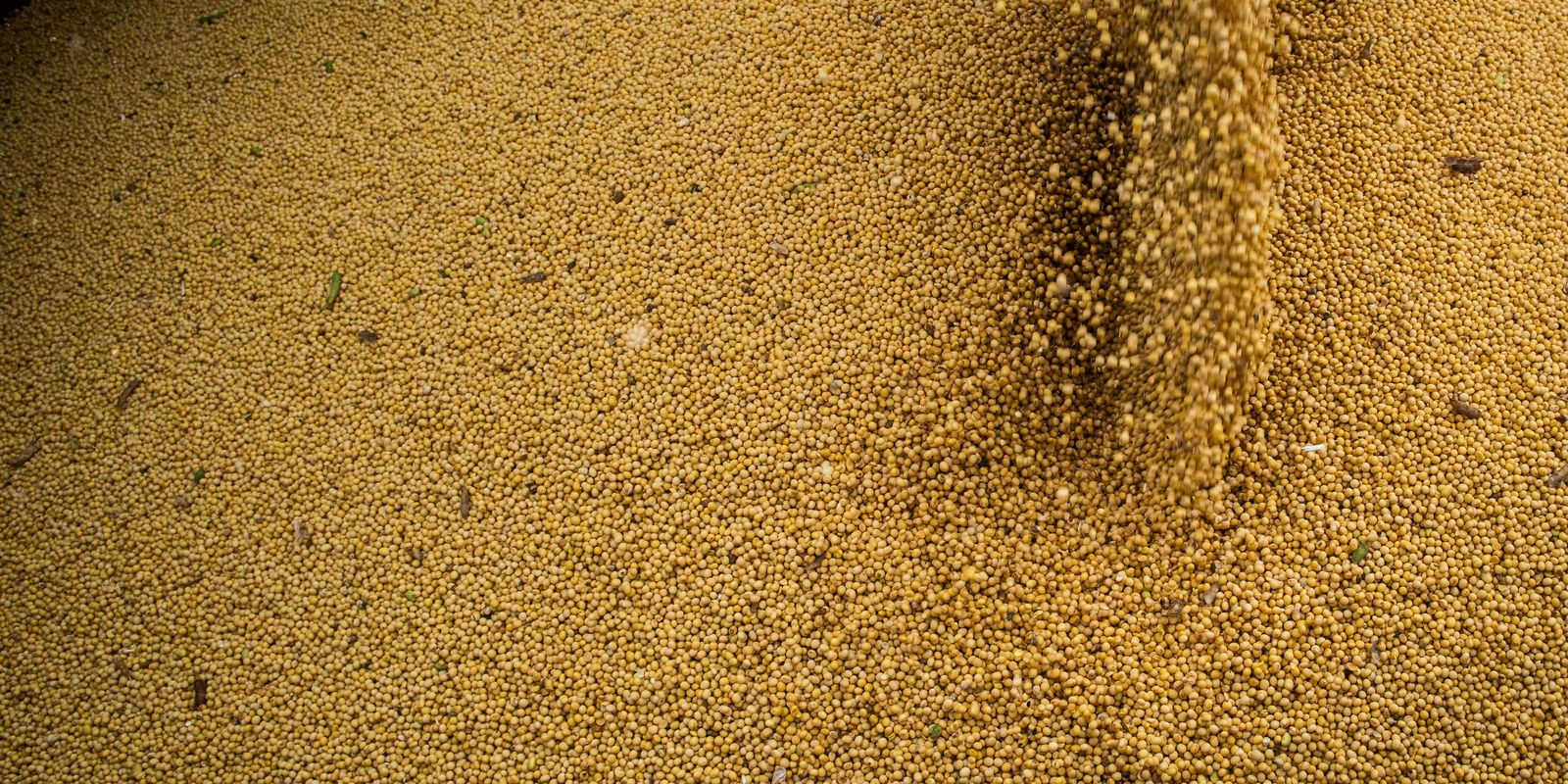 agro-cresce-11,7%,-impulsiona-pib-e-ganha-participacao-na-economia