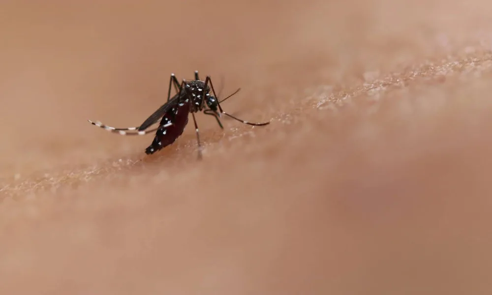 vacina-da-dengue-do-butantan-mantem-eficacia-de-80,5%-contra-formas-graves-da-doenca