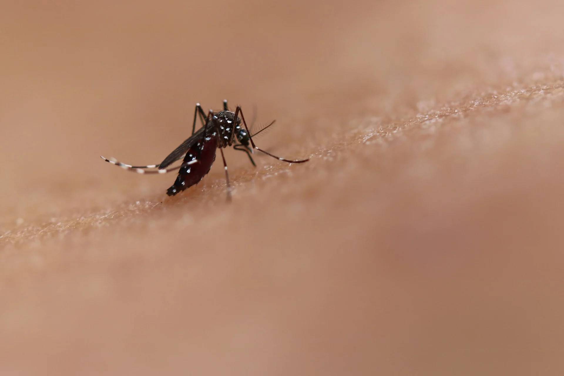 vacina-da-dengue-do-butantan-mantem-eficacia-de-80,5%-contra-formas-graves-da-doenca