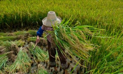 garantia-de-direitos-trabalhistas-no-campo-ainda-enfrenta-desafios
