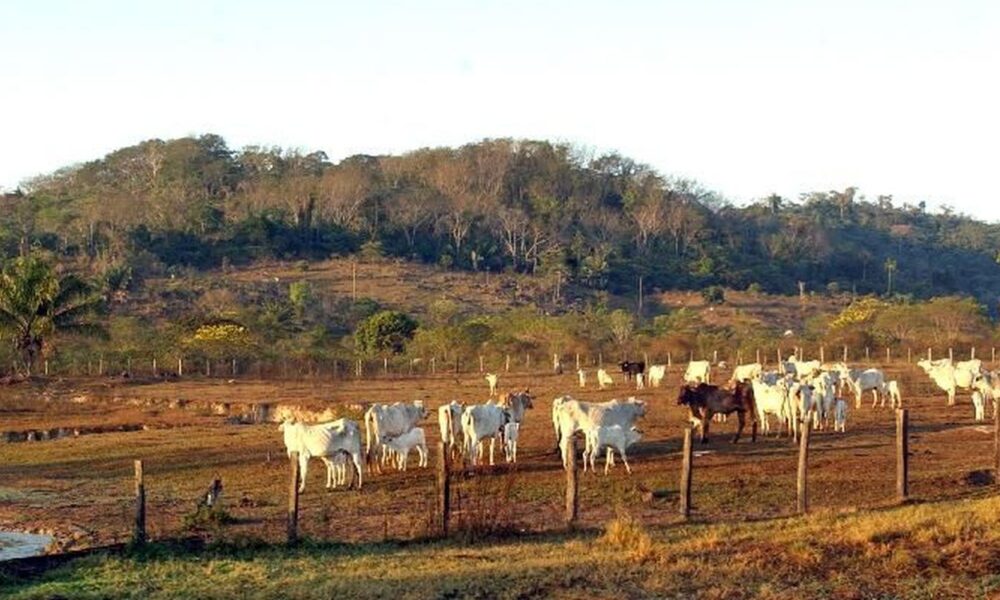 stf-mantem-lei-que-limita-compra-de-terras-por-empresas-estrangeiras