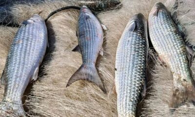 pesca-de-tainha-na-modalidade-arrasto-de-praia-esta-suspensa