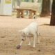 lei-torna-crime-exercicio-ilegal-da-medicina-veterinaria 